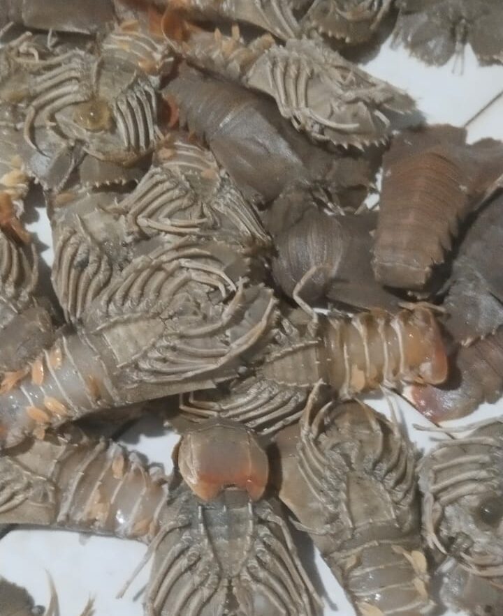 Udang Kipas