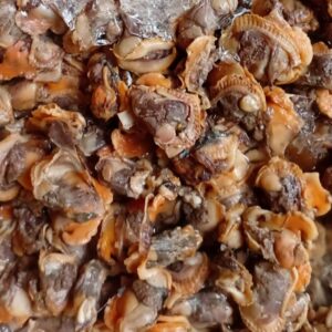 Daging Kerang Bulu