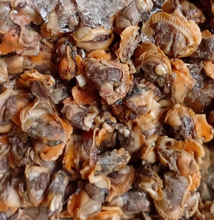 Daging Kerang Bulu