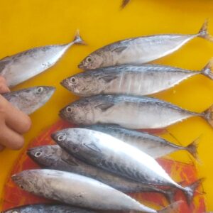 Ikan Kembung