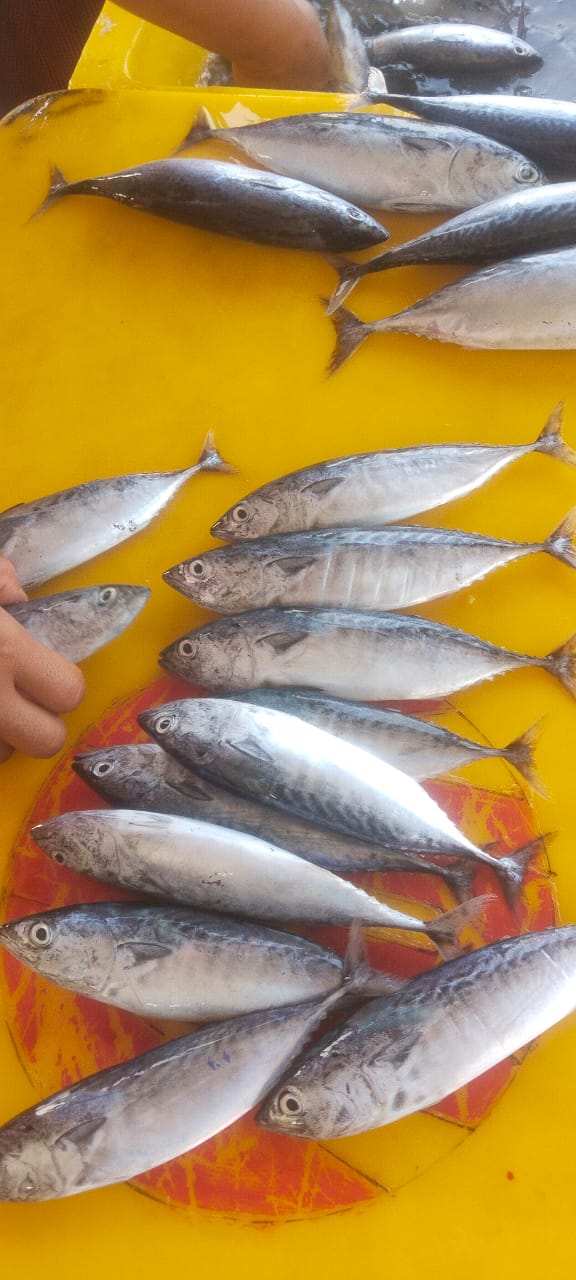 Ikan Kembung